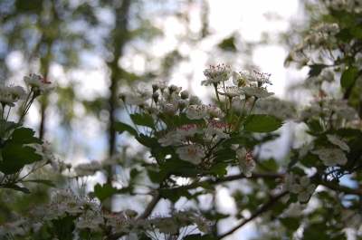 Weißdornblüten