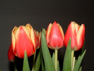 rot-gelbe Tulpen auf dunklem Hintergrund