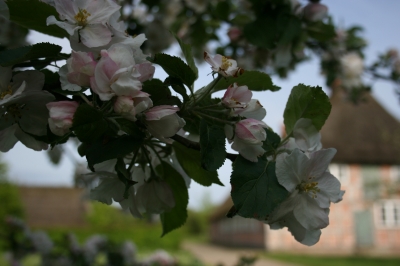 Apfelblüte in Unewatt
