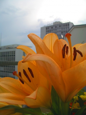 Lilien in der Stadt