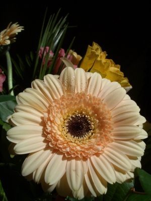 Lachsfarbene Gerbera