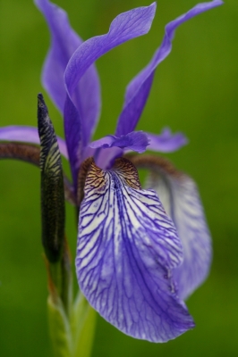 Das Blau der Iris
