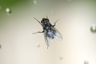 Fliege 7