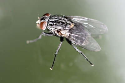Fliege 8