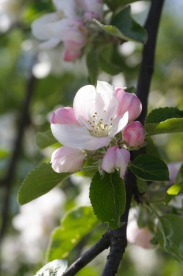 Apfelbaum in Blüte