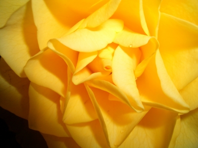 gelbe Rose 1