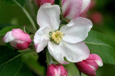 Rosa Apfelblüte