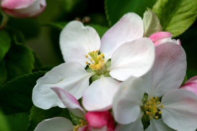 Rosa Apfelblüte 3