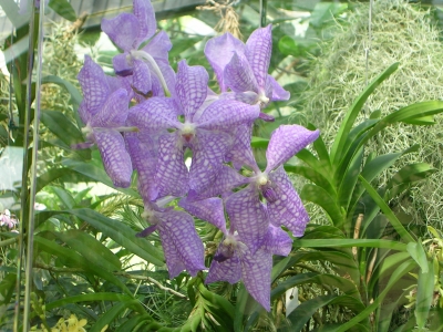 Vanda Blue Magic 1