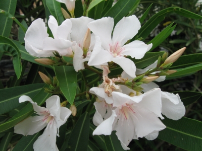 Oleander 1