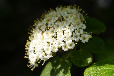 Blühender Strauch im Frühling