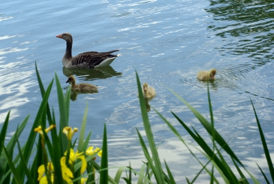 Leben am Wasser 7