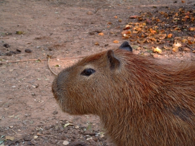 Wasserschwein (Paraguay)