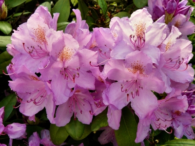 Rhododendron 1