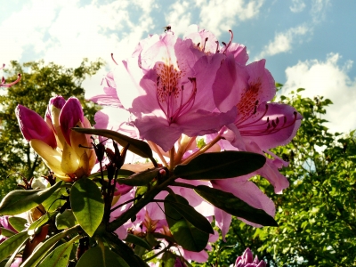 Rhododendron 2