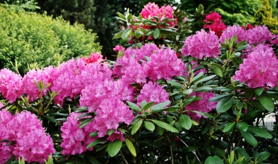 Rhododendronblüte