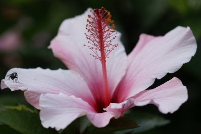 Rosa Blüte