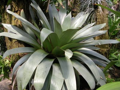 Agave