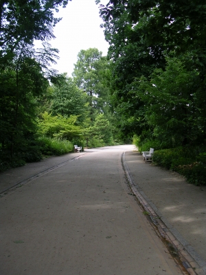 Allee-1