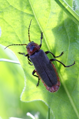 Käfer im Schatten