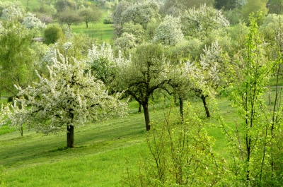 Frühjahrsblüte in den Streuobstwiesen