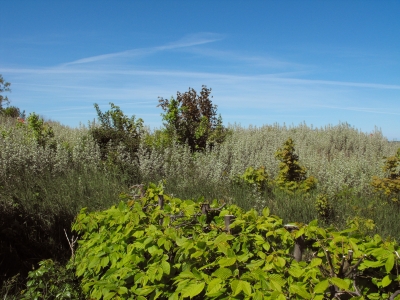 Dünenvegetation