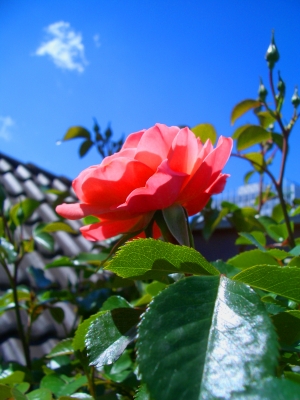 Erblühte Rose 1
