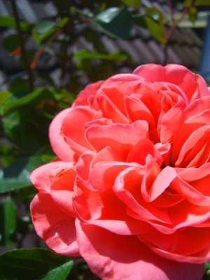 Erblühte Rose 3