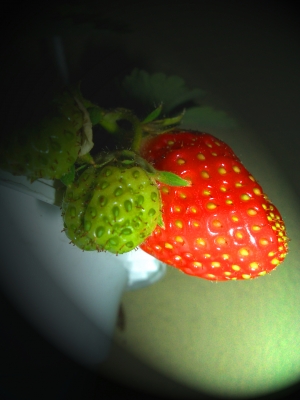 Erdbeeren