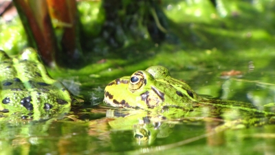 Frosch6