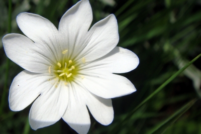 weiße Gartenblume