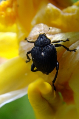 Käfer im Garten 1