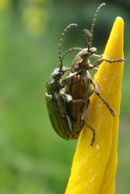 Käfer im Garten 2