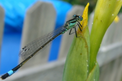 Libelle im Garten