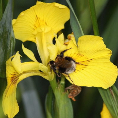 Wilde Hummel