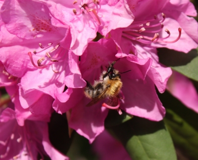 Rhododendron mit Biene