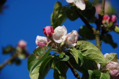 Apfelblüte 05