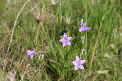 Wiesenblume