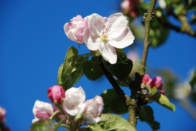 Apfelblüte 06