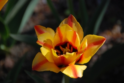 Tulpen 01