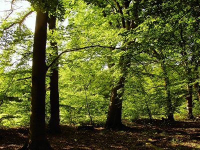 Maisonne im Frühlingswald 2