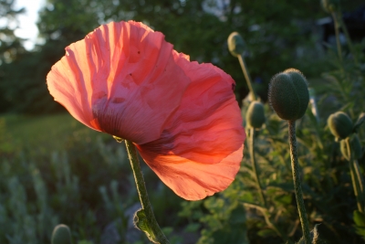 Mohn