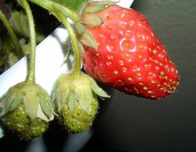saftige Erdbeere