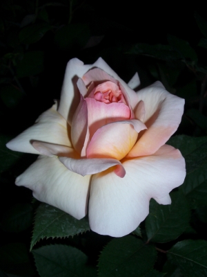 meine schönste Rose