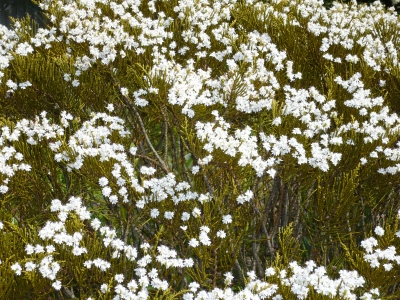 Blätter u. Blumen