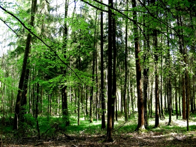 Wald Frankenwald bei Untermembach