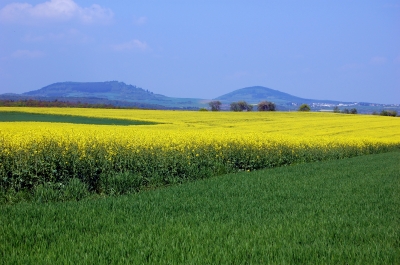 Die Rapsfelder der Eifel #4