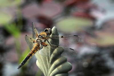 Libelle 2