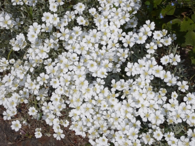 Blätter u. Blumen