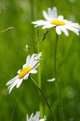 Margeriten auf der Wiese